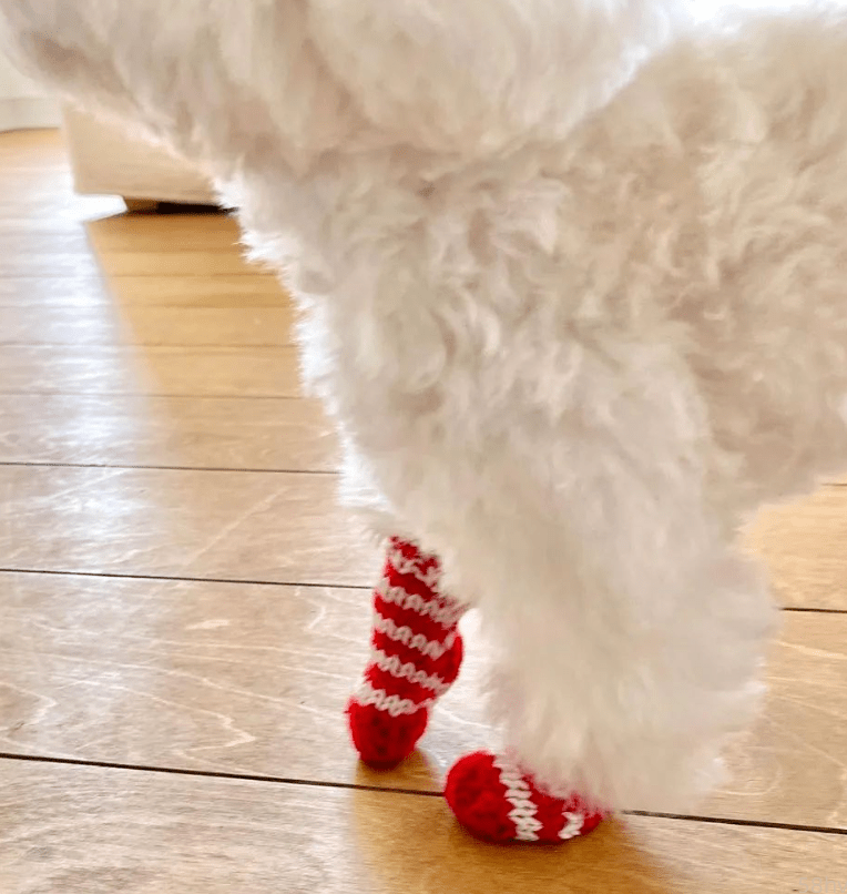 主人给狗子买了双小袜子，它穿上以后……萌炸裂！