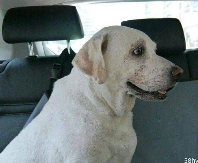 19岁的拉布拉多犬将接受安乐死，妈最后带它再看一次海，重温感动回忆…