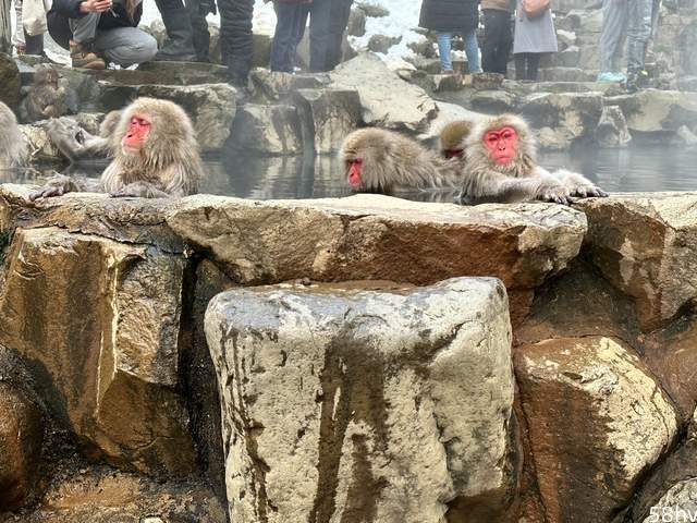 世界上唯一泡温泉的猴子，日本地狱谷，以“雪猴”闻名的观光地