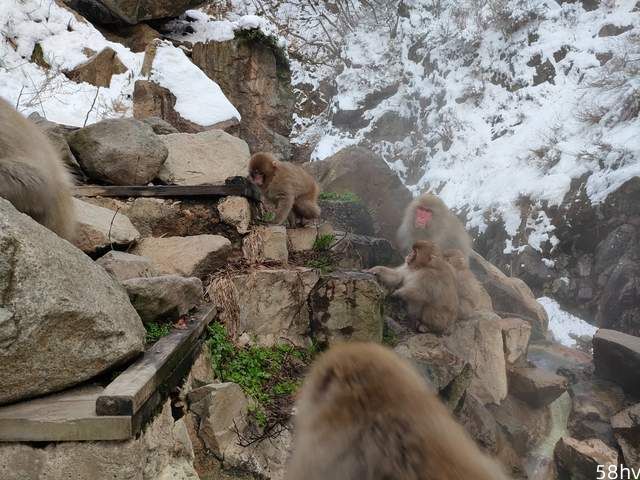世界上唯一泡温泉的猴子，日本地狱谷，以“雪猴”闻名的观光地