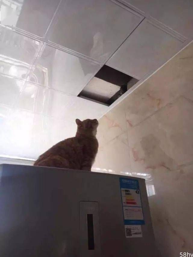主人把猫咪放到天花板上抓老鼠，刚过一秒钟，他开始后悔了！