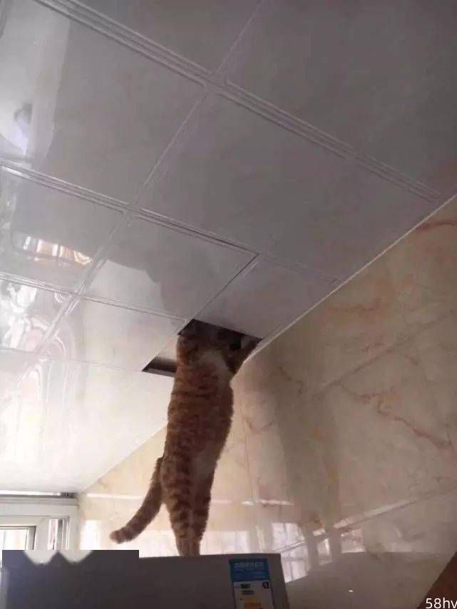 主人把猫咪放到天花板上抓老鼠，刚过一秒钟，他开始后悔了！