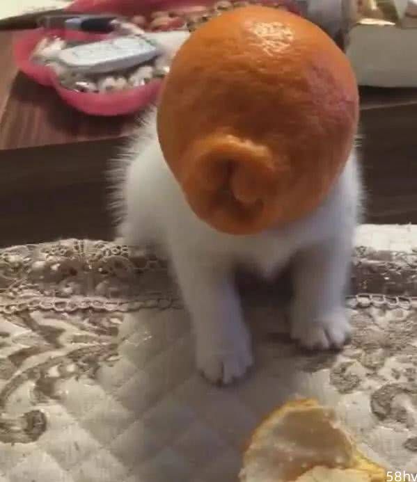 主人吃橘子，猫咪把橘子皮当帽子，猫咪：天怎么黑了