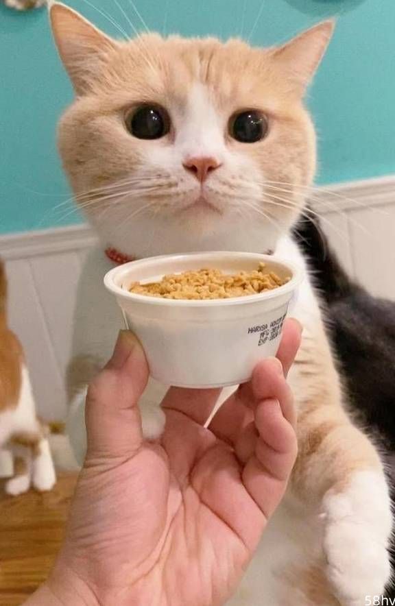 什么样的猫粮好？教你如何挑选国产放心的猫粮品牌！