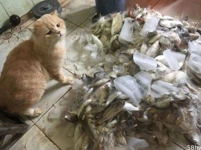主人打鱼回来展现战果，猫咪以为是送它的，猫咪接下来的行为让主人哭笑不得