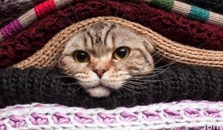 关于寒冷天气猫咪应该如何度过，你了解多少呢？