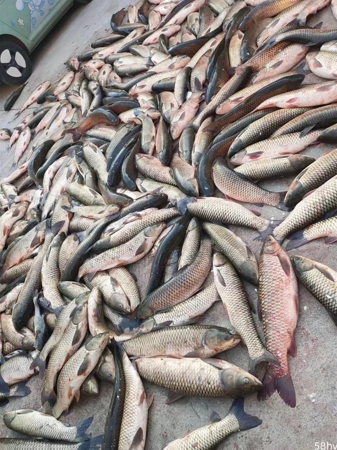元旦前夕，武汉这位老板购买两万斤鱼发给员工