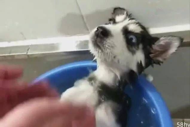 哈士奇被迫洗澡，眼神充满敌意，傻狗也有这时候！