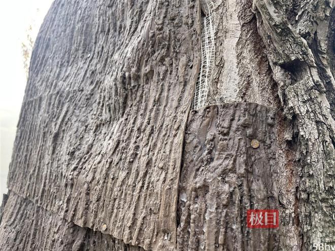 武汉东湖老鼠尾：柳树穿“盔甲”免遭病虫害和风雨侵蚀