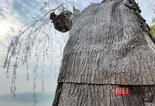 武汉东湖老鼠尾：柳树穿“盔甲”免遭病虫害和风雨侵蚀