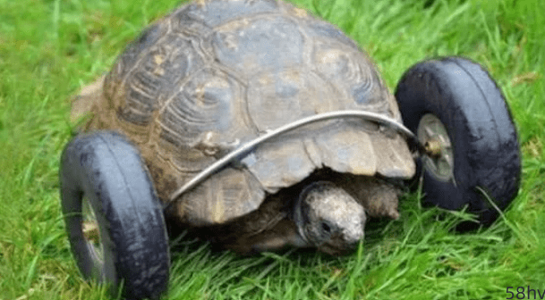 90岁乌龟被老鼠吃掉两个前肢，主人脑洞大开，如今跑的比兔子还快