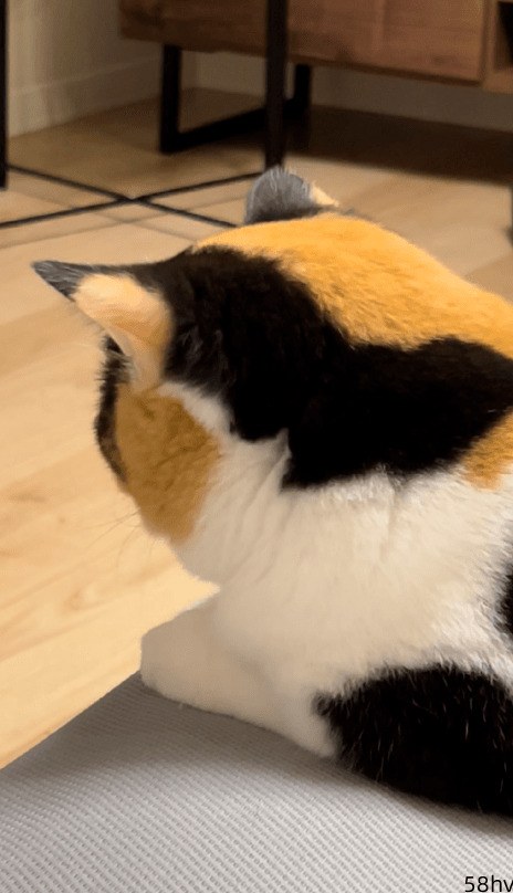 10斤大西瓜那么圆的猫猫脸，你吸不吸？
