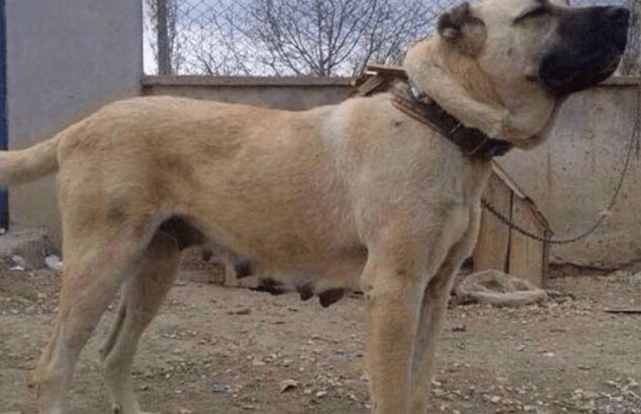 世界上最大的猛犬：犬界单挑无对手，实力直逼北美灰狼
