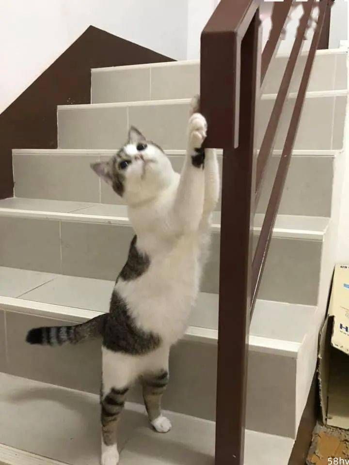 两猫一直盯着楼梯扶手看，女主低头一看，意外发现了男主私房钱！