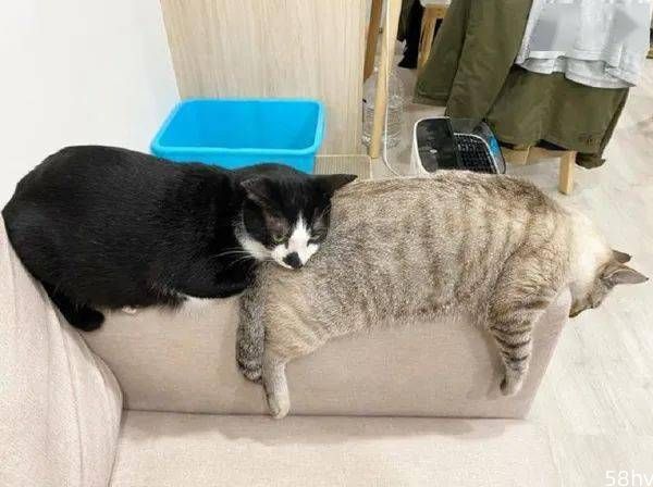 两猫喜欢趴在沙发扶手上，每次都铺满了，就非得挤一起！