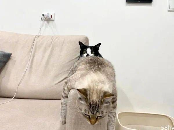 两猫喜欢趴在沙发扶手上，每次都铺满了，就非得挤一起！
