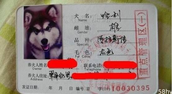 为什么中华田园犬不能办狗证？网友：只能养外国狗了？