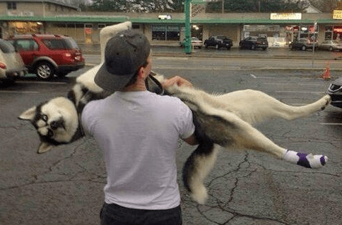 主人抱起狗狗的时候为什么就不敢动了？原因有3个，你都知道吗？