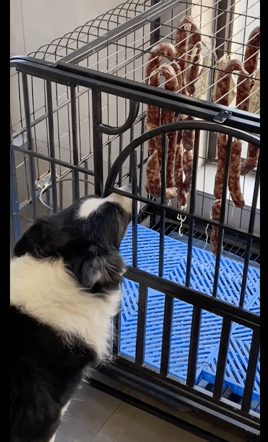 主人为了防止狗狗偷吃香肠，将香肠关进了笼子里，边牧：急死狗了