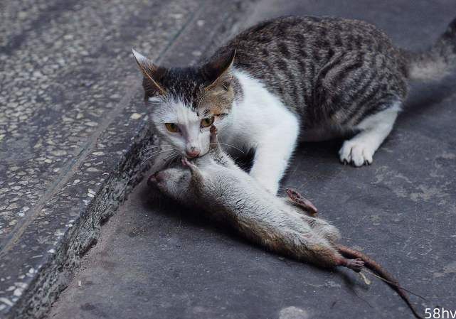 为什么猫抓到老鼠都要折磨半天，却不立刻吃掉？看完解开多年疑惑