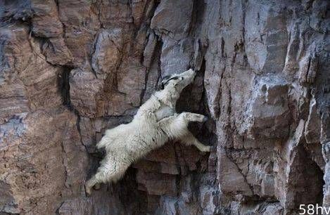 世界上最神奇的山羊：一生几乎都生活在峭壁上，它不会掉下来吗？
