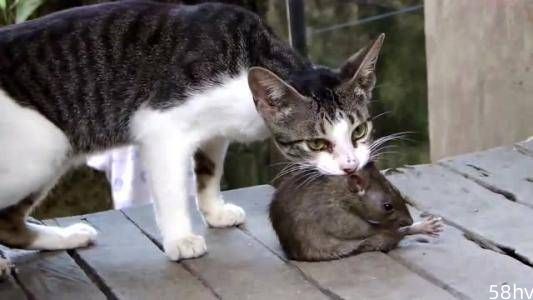 为什么猫抓老鼠时，老鼠不咬猫，而人手抓老鼠会被老鼠咬呢？