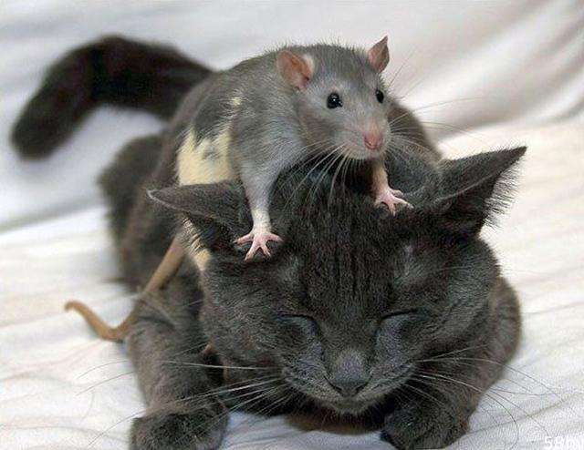 为什么猫抓老鼠时，老鼠不咬猫，而人手抓老鼠会被老鼠咬呢？