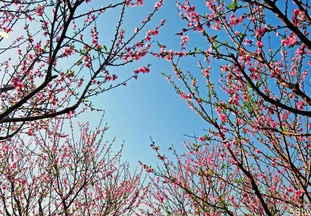 佛山附近藏着个千亩桃园，桃花花开正艳，美如仙境！
