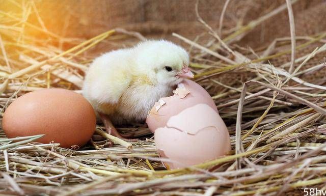 动物冷知识：一只鸡的寿命有多长？如果一直不杀的养下去，会是什么结果？