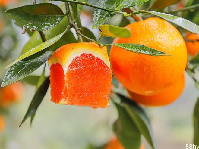 冬天的应季水果，湖北秭归的“血橙”，不酸还很甜，汁水丰富口感佳