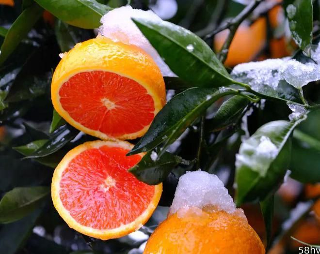 冬天的应季水果，湖北秭归的“血橙”，不酸还很甜，汁水丰富口感佳