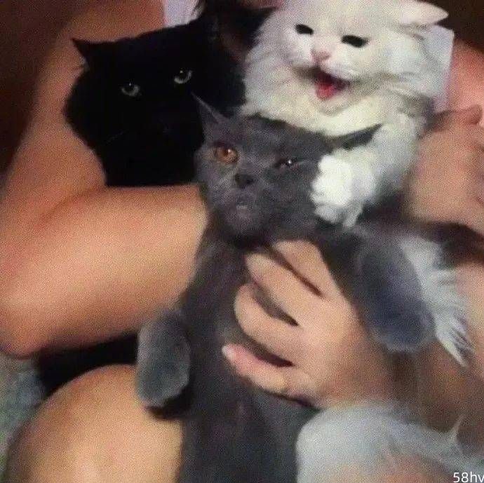 单纯想给三只笨猫照张全家福，没想场面一度失控，笑死！
