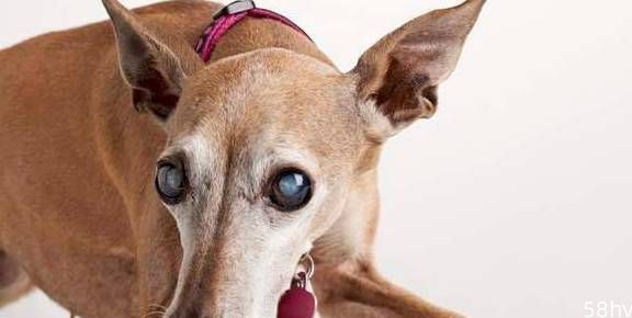 可以帮助到您的对待即将失明老年狗狗的九种方法