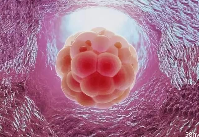 子宫内膜的薄厚对初次做试管婴儿胚胎移植的影响