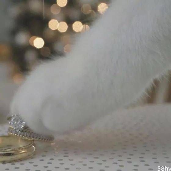 在给戒指成品拍照时，猫突然闯入镜头，瞬间提高了一个档次！