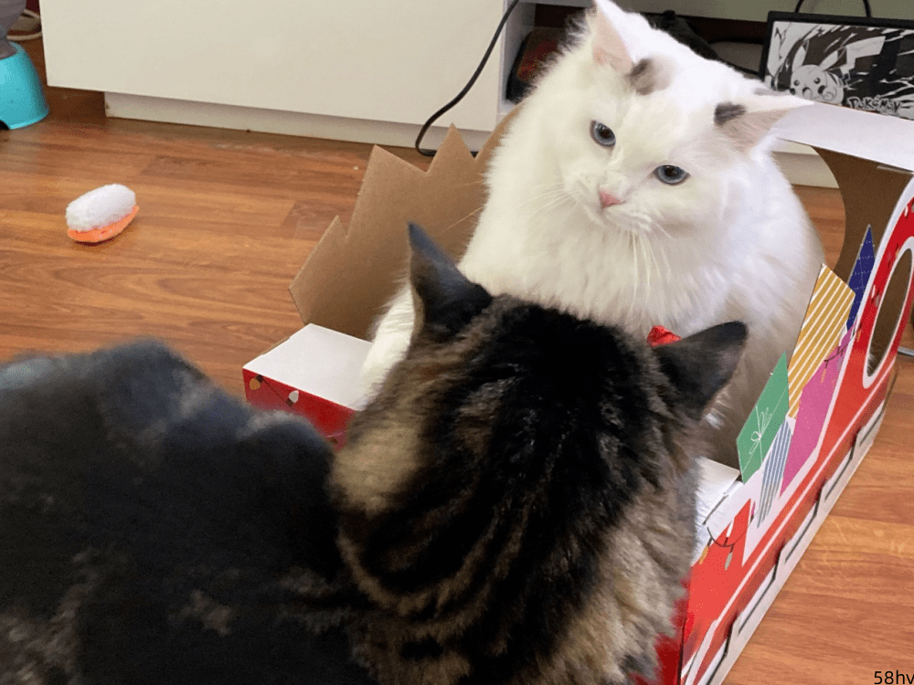 三只猫咪两个住箱子，一个精致一个糙，主人：这样挺省钱的