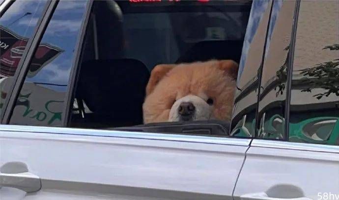 余光看见旁边车子里坐个小熊玩偶，网友仔细一看……萌哭！