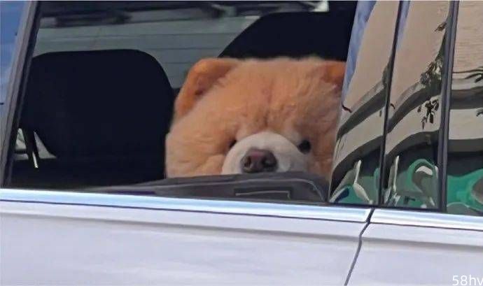 余光看见旁边车子里坐个小熊玩偶，网友仔细一看……萌哭！