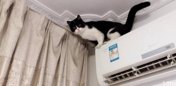 兽医：就算猫咪怕热，也不能用这些方式“降温”！