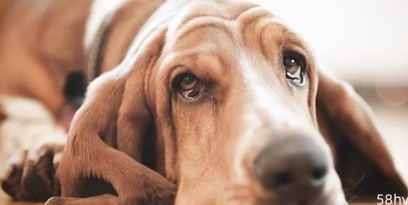 兽医提醒：狗狗流泪有6种原因！还跟健康有关，请不要忽视了