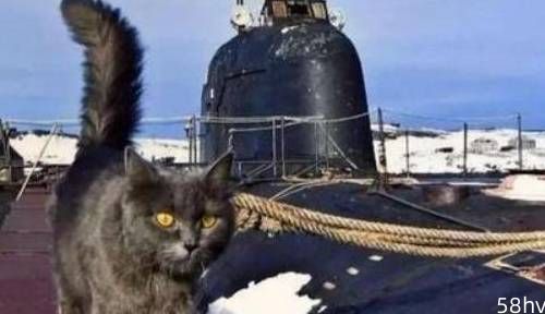 军舰上养猫有什么用？原来主要目的不是抓老鼠，真正作用竟是这个