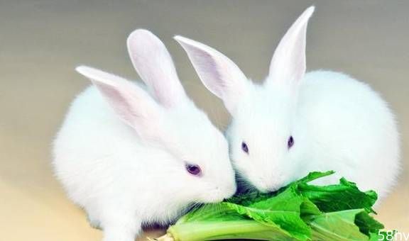 兔子吃了菜叶拉肚子怎么办