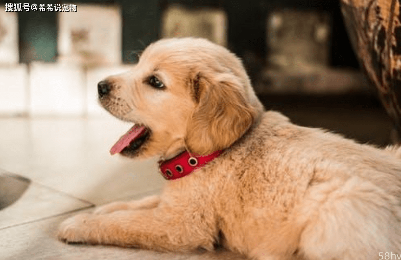 【养宠经验分享】宠物狗有肠胃炎用什么药消炎，狗狗得了肠炎怎么办？