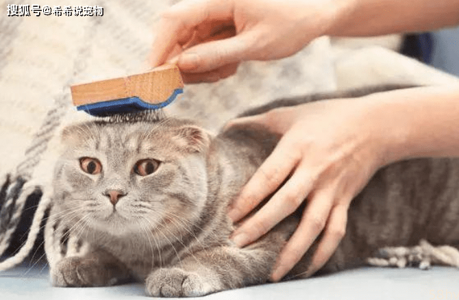 【养宠经验分享】 怎么帮猫咪排出吃进的毛发，猫咪吐毛球该怎么办呢？
