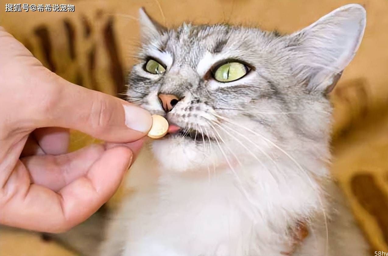 【养宠经验分享】猫咪体内长虫了吃什么药 ，猫咪驱虫药有哪些？