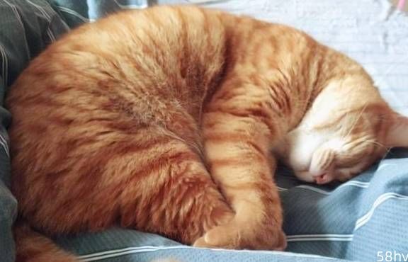 一只猫性格好不好，从睡姿就能看出，你家有同款吗？