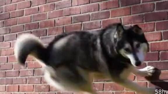 一只学会武术的哈士奇，大秀飞檐走壁，一旁的狗子都看懵了！