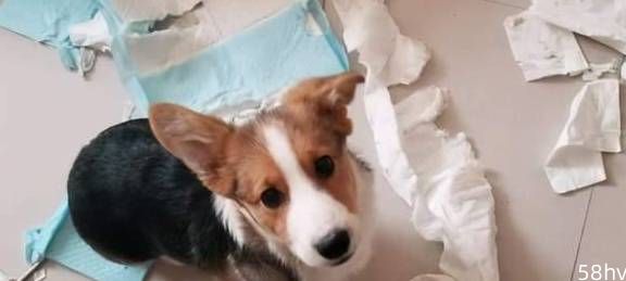 为什么大部分狗狗都喜欢撕纸巾？这些原因，宠主要重视起来