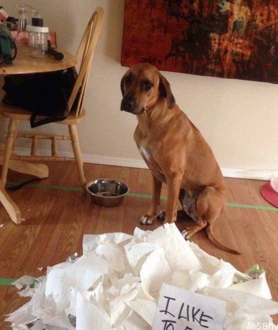 为什么大部分狗狗都喜欢撕纸巾？这些原因，宠主要重视起来