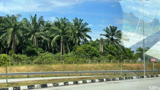 吉隆坡机场附近见闻，处处橡胶林，绿意盎然